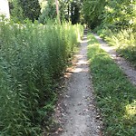 Tall Grass/Weeds at 335 Old Grist Mill Ln