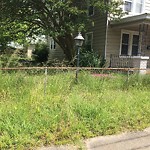 Tall Grass/Weeds at 1241 30 Th St