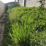 Tall Grass/Weeds at 403 Bryan Ct