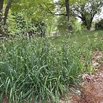 Tall Grass/Weeds at 25 Paula Maria Dr