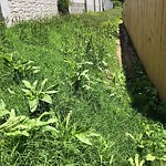 Tall Grass/Weeds at 401 Bryan Ct