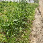 Tall Grass/Weeds at 1051 Loftis Blvd