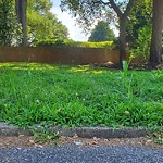 Tall Grass/Weeds at 16 River Rd