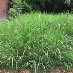Tall Grass/Weeds at 912 23 Rd St