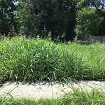 Tall Grass/Weeds at 1238 31 St St