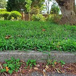 Tall Grass/Weeds at 16 River Rd