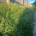 Tall Grass/Weeds at 403 Bryan Ct