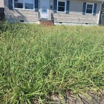 Tall Grass/Weeds at 1109 76 Th St