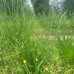 Tall Grass/Weeds at 1033 36 Th St
