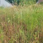 Tall Grass/Weeds at 1147 21 St St