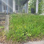 Tall Grass/Weeds at 1214 21 St St