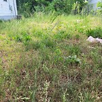 Tall Grass/Weeds at 1228 21 St St