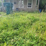 Tall Grass/Weeds at 1246 21 St St