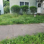 Tall Grass/Weeds at 1251 21 St St