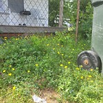 Tall Grass/Weeds at 1230 Hampton Ave