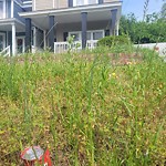 Tall Grass/Weeds at 1123 Hampton Ave