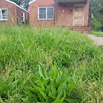 Tall Grass/Weeds at 824 24 Th St