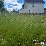 Tall Grass/Weeds at 2514 Oak Ave