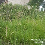 Tall Grass/Weeds at 6117 Jefferson Ave