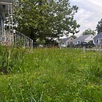 Tall Grass/Weeds at 316 Hammond St