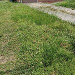 Tall Grass/Weeds at 506 Catalpa Dr