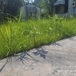 Tall Grass/Weeds at 7905 Wickham Ave