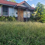 Tall Grass/Weeds at 630 33 Rd St
