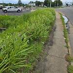 Tall Grass/Weeds at 5035 Mercury Blvd