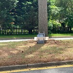 Litter/Illegal Dumping at 388 Hiden Blvd