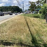 Tall Grass/Weeds at 11316 Jefferson Ave