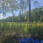 Tall Grass/Weeds at 825 Wilderness Way