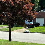 Litter/Illegal Dumping at 87 Henry Clay Rd