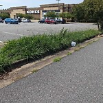 Tall Grass/Weeds at 12551 Jefferson Ave