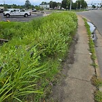 Tall Grass/Weeds at 5015 Mercury Blvd