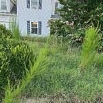 Tall Grass/Weeds at 835 Wilderness Way