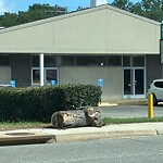 Litter/Illegal Dumping at 508 Croswell Pl