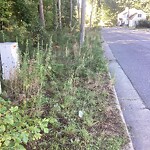 Tall Grass/Weeds at 13131 Warwick Blvd