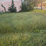 Tall Grass/Weeds at 1212 29 Th St