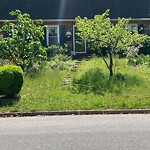 Tall Grass/Weeds at 320 Beechmont Dr