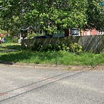 Tall Grass/Weeds at 4 Bird Ln