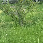 Tall Grass/Weeds at 7200 Orcutt Ave