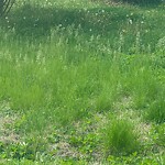 Tall Grass/Weeds at 5918 Orcutt Ave