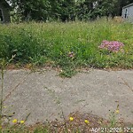 Tall Grass/Weeds at 1244 22 Nd St