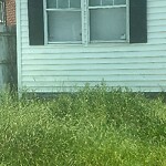 Tall Grass/Weeds at 626 42 Nd St