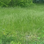 Tall Grass/Weeds at 30 Mennonite Ln