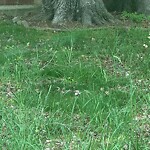 Tall Grass/Weeds at 233 Whitebrook Ln