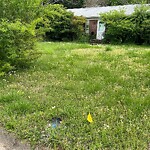 Tall Grass/Weeds at 19 Evelyn Dr
