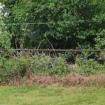 Tall Grass/Weeds at 511 Marlin Dr