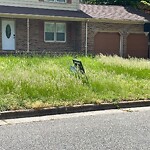 Tall Grass/Weeds at 96 Colombia Dr