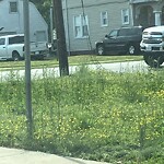 Tall Grass/Weeds at 4800 Huntington Ave